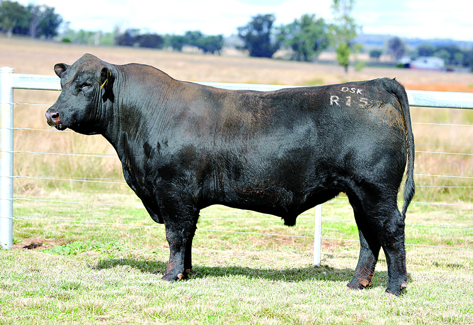 Bull stud DSK Angus to host July sale