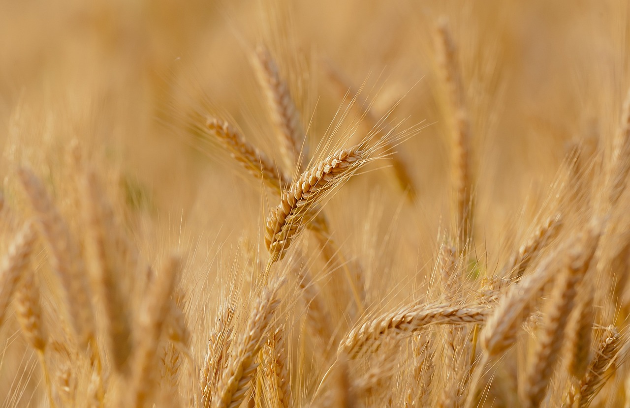 Gunnedah to host 25th Dryland Wheat and Durum Championship