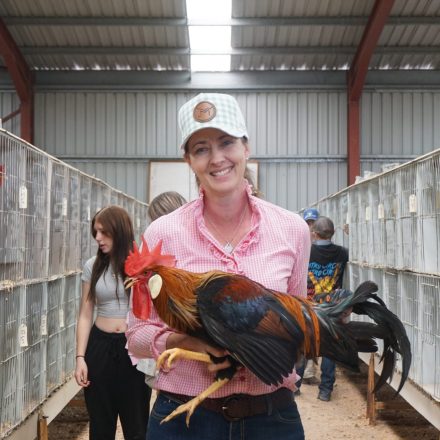 Judging sections bring in hundreds of Gunnedah Show entries