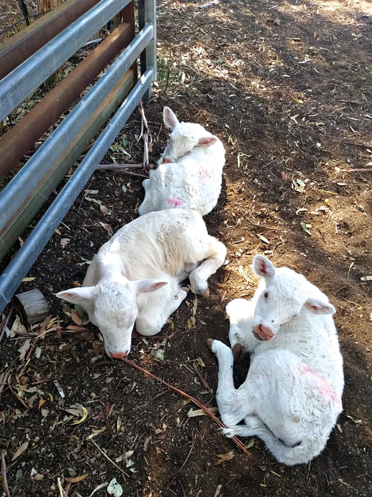 Yeos celebrate birth of triplet calves