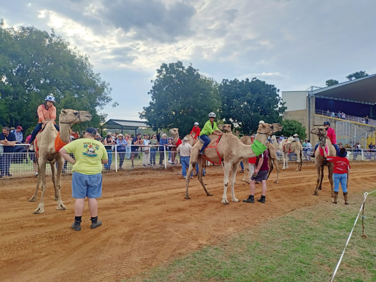 Camel racing returns to Gunnedah Show