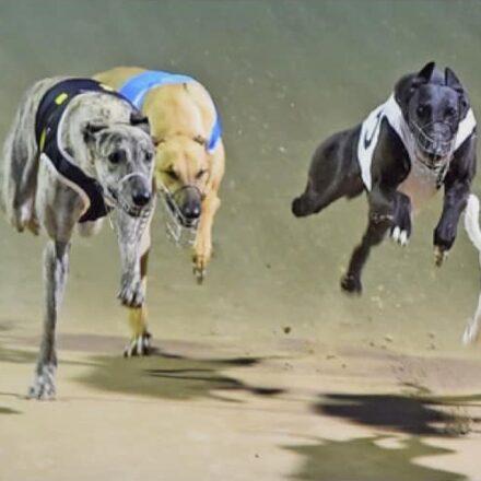 Greyhounds ready for Ladbrokes Chief Havoc at Gunnedah