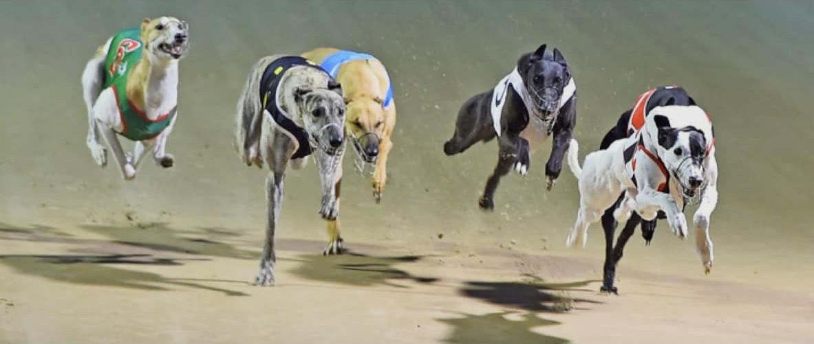 Greyhounds ready for Ladbrokes Chief Havoc at Gunnedah