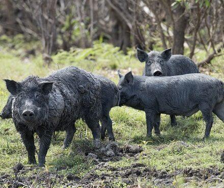 NSW Farmers welcome focus  on state’s feral animal problem