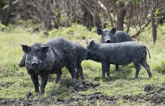 NSW Farmers welcome focus  on state’s feral animal problem