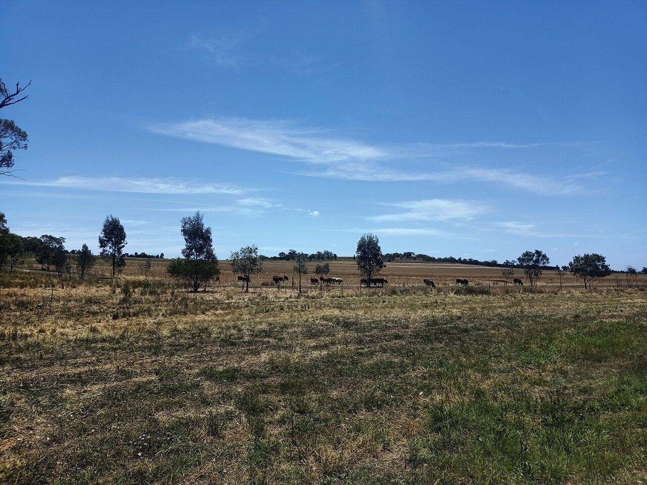 New tech tackles livestock emissions
