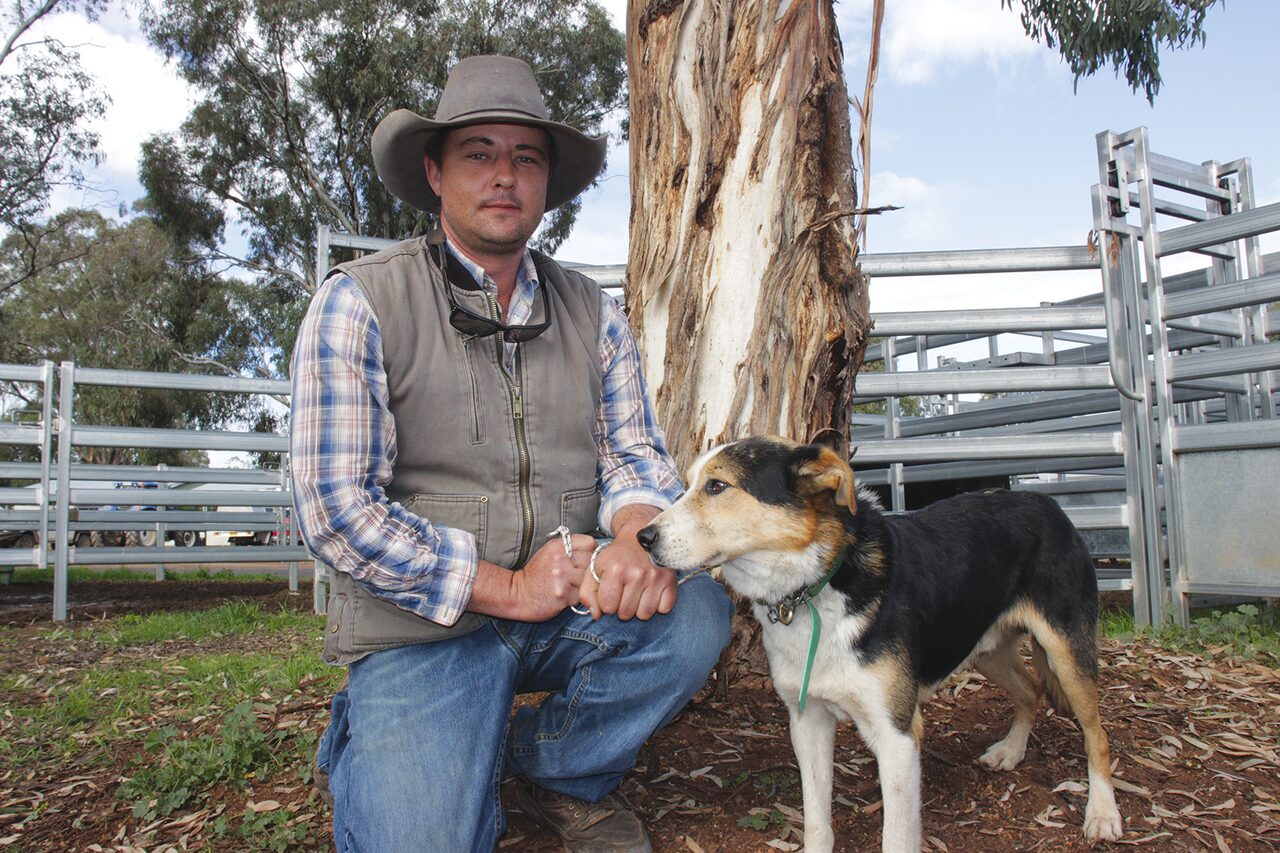 Gunnedah hosts 2025 Working Dog Trials