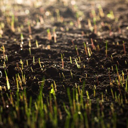 Madeleine Hartley appointed as CEO of irrigators’ council