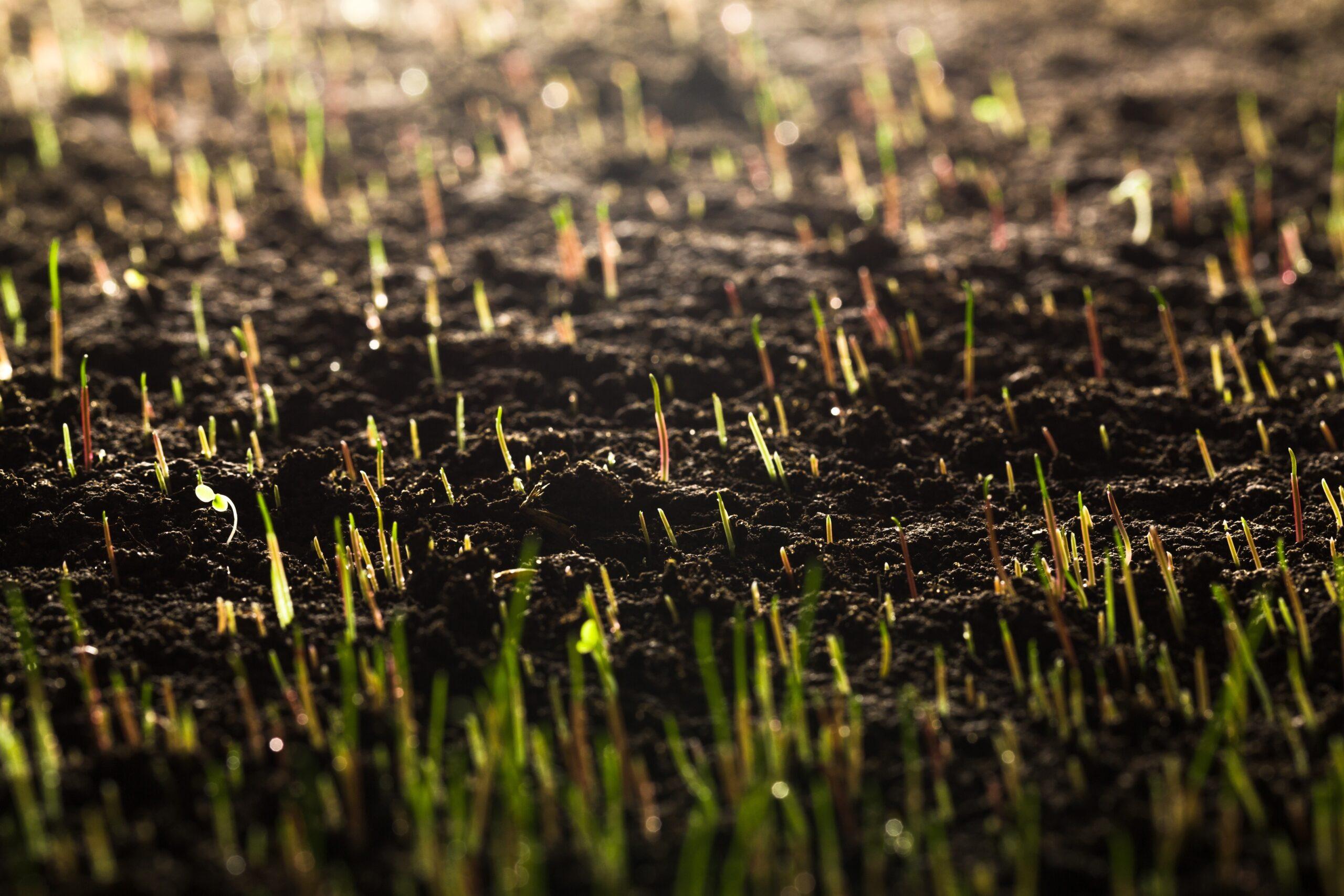 Madeleine Hartley appointed as CEO of irrigators’ council