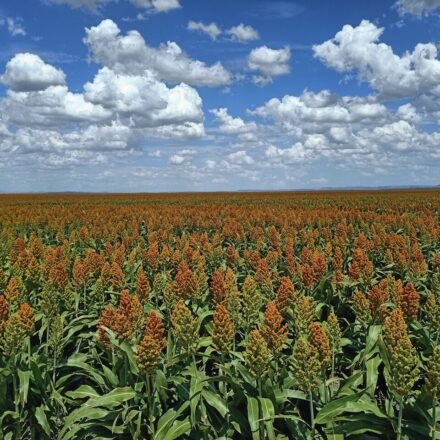 Feedback sought on economic vision for Liverpool Plains