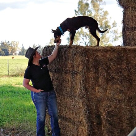 Carroll Kelpie takes on Cobber Challenge as Australia’s hardest working dog