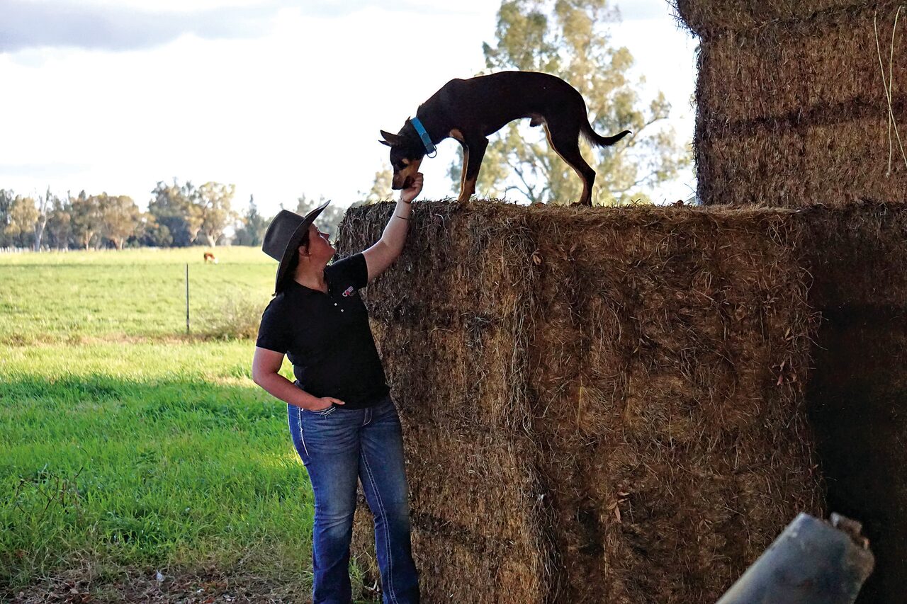 Carroll Kelpie takes on Cobber Challenge as Australia’s hardest working dog