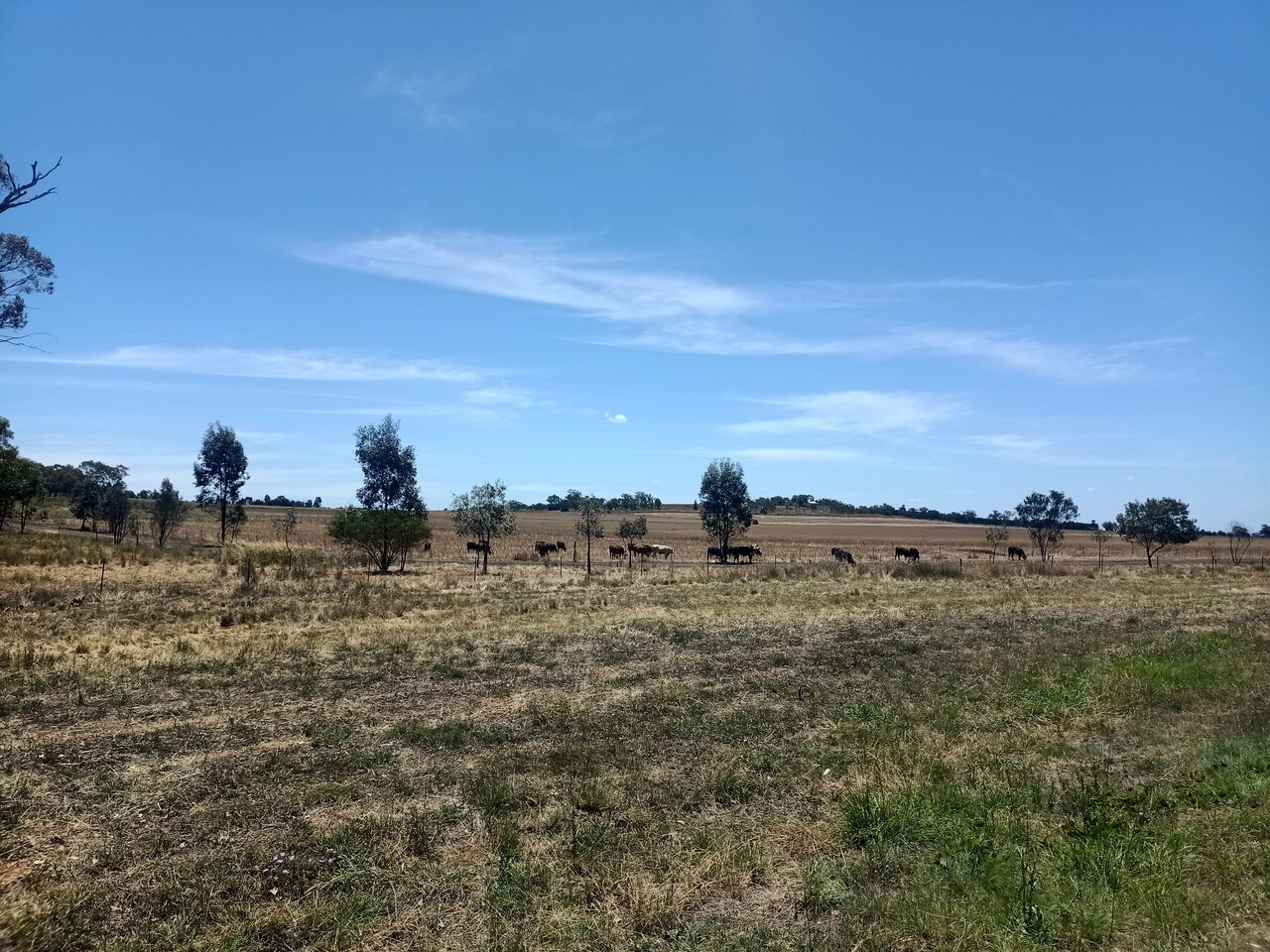Biosecurity trumps all on beef imports