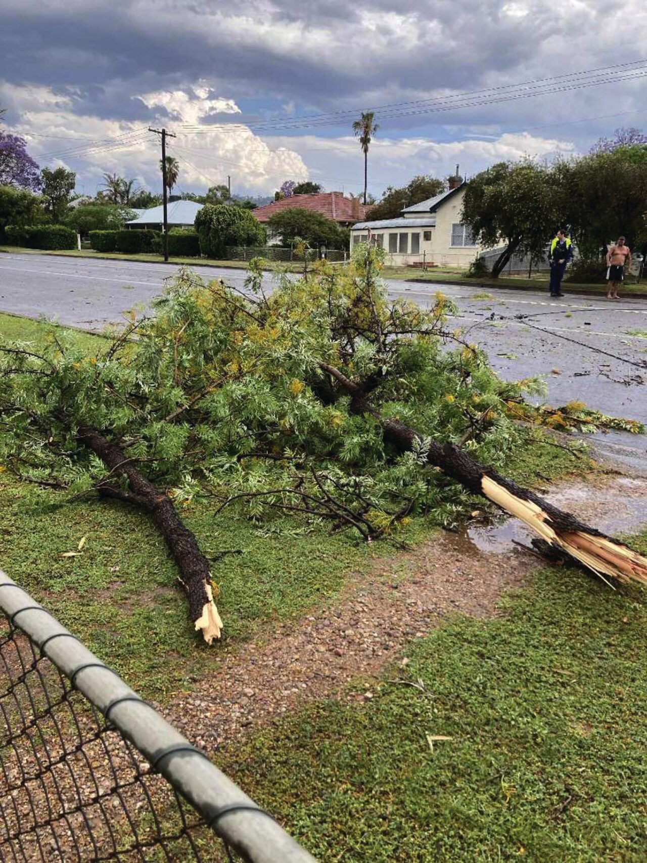 Record winds bring down trees, powerlines in Gunnedah - Gunnedah Times
