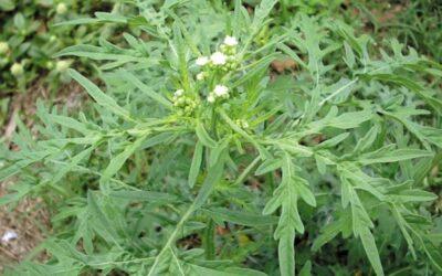 Parthenium weed NSW