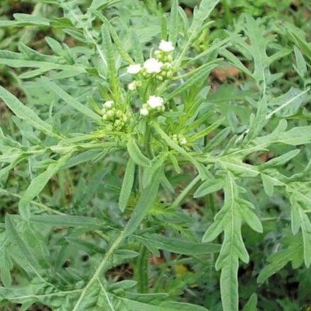 Be alert for parthenium weed after recent rain