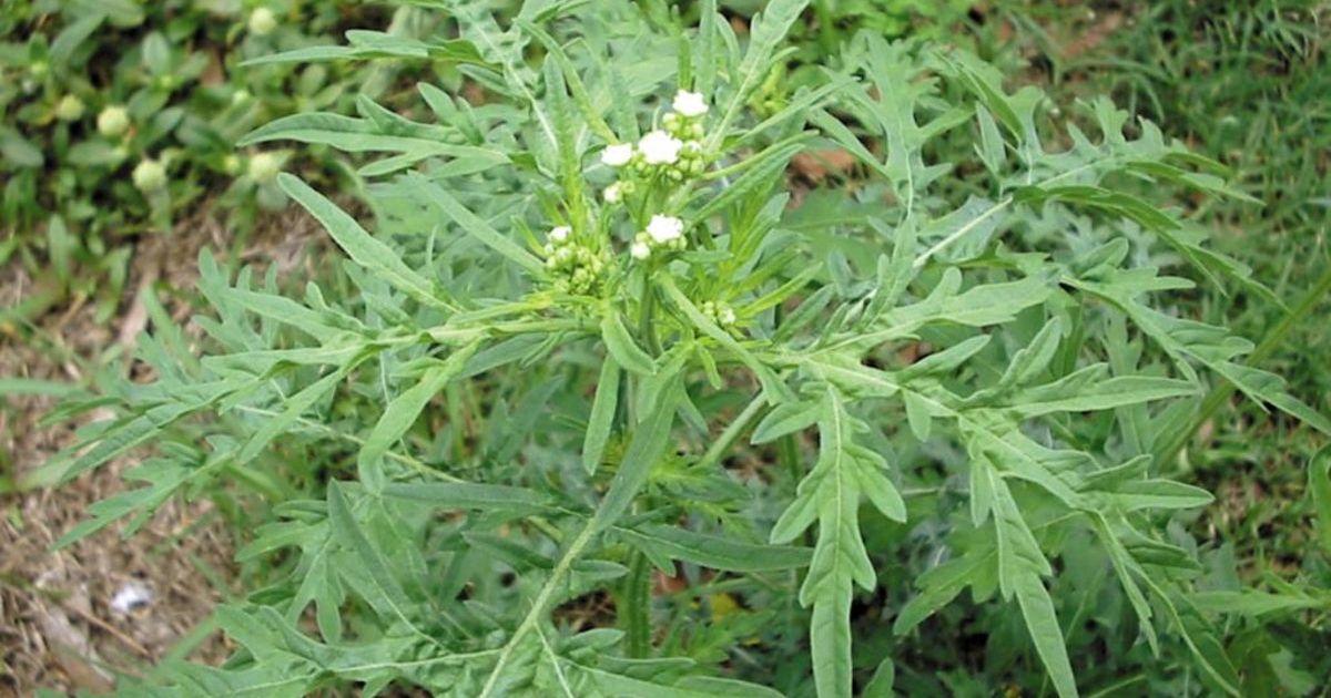 Be alert for parthenium weed after recent rain
