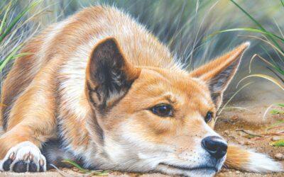 Australian Art Dogs
