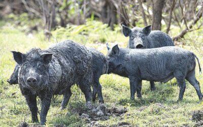 feral pig control