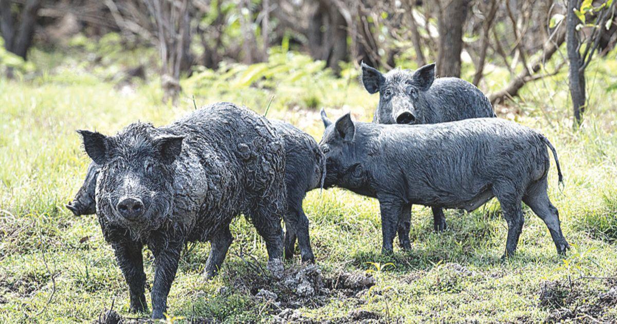 Feral pig action in coalition’s sights