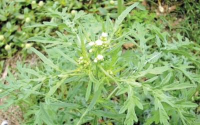 alert parthenium weed