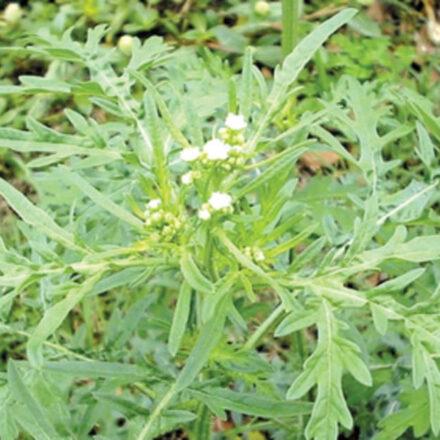 Be alert for parthenium weed after recent rain