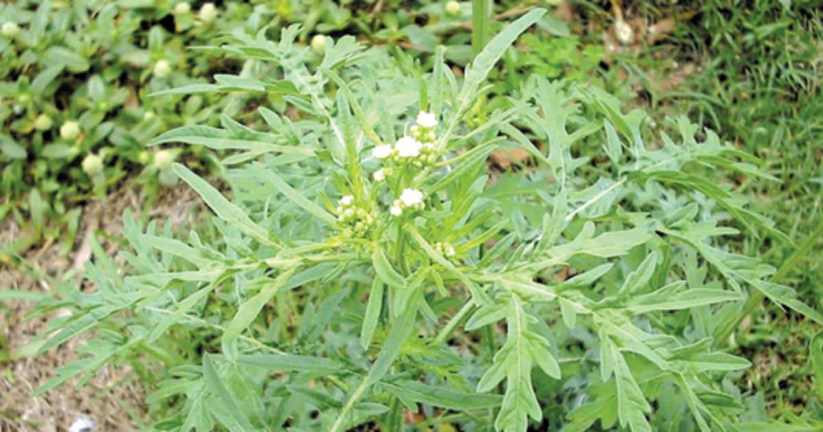 Be alert for parthenium weed after recent rain