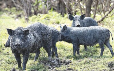 Feral pig control