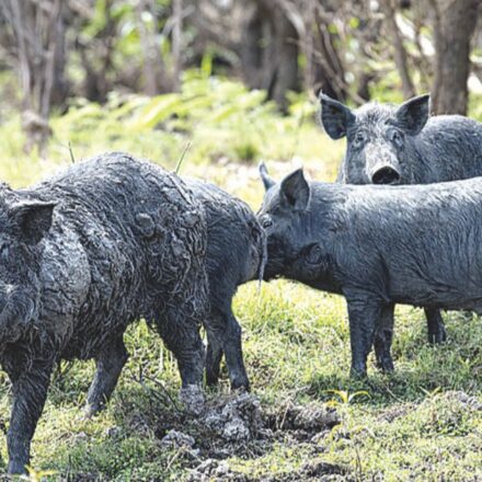 Feral pig control needs coordination with farmers, not fines