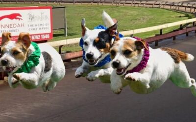 Jack Russell racing
