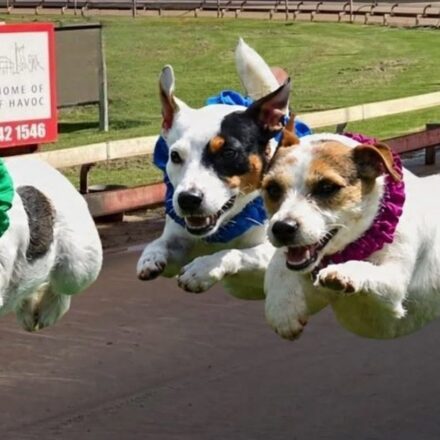 Jack Russell racing action in Gunnedah