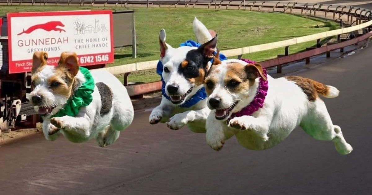 Jack Russell racing action in Gunnedah