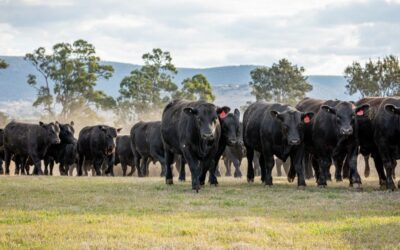 Choice Angus bull sale