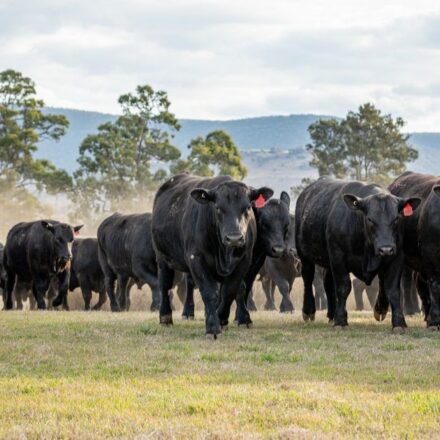 Smart play in a tough season: Choice Angus ready for sale