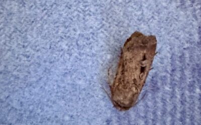 Bogong moth migration
