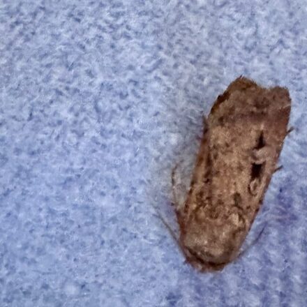 TOPICAL: bumper year for Bogong moths
